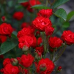 Роза Капелька красная
