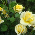 Роза Лимона