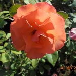 Роза Метанойя