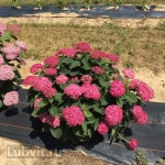 Гортензия Руби Аннабель