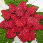 Сорта крупноплодной малины