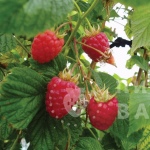Сорта крупноплодной малины