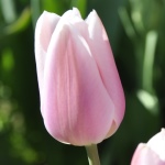 Тюльпаны  Габриэлла