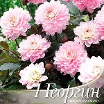 Георгины многолетние посадка весной