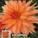 Георгины многолетние посадка весной