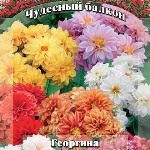 Георгины многолетние посадка весной