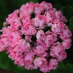 Пеларгония Австралиан Пинк Розебуд (Australian Pink Rosebud, Swanland Pink)