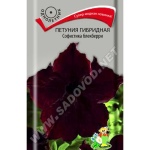 Фото черной ножки петунии