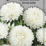 Лучшие семена астр и 14 самых красивых и неприхотливых астр от Euroseeds, Барнаул