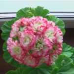 Пеларгония Эппл Блоссом Розебуд (Apple Blossom Rosebud)