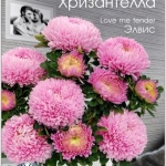 Лучшие семена астр и 14 самых красивых и неприхотливых астр от Euroseeds, Барнаул