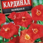 Какой грунт любит ипомея и когда сажать и как вырастить ипомею на рассаду в домашних условиях