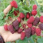 Ежемалина Логанберри