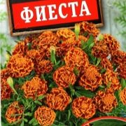 Бархатцы Фиеста