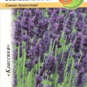 Выращивание лаванды в открытом грунте (24 фото): посадка и уход на участке на Урале и на юге России. Когда посадить лаванду в саду весной и летом?