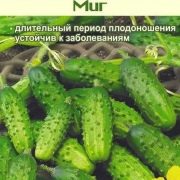 Сорта черношипых огурцов партенокарпические для открытого