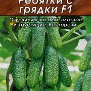 Сорта черношипых огурцов партенокарпические для открытого