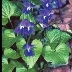 Виола (фиалка) сестринская (мотыльковая)
