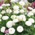 Ранункулюс (лютик) Вайт (White)