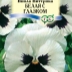 Виола (фиалка) Виттрока Белая