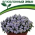 Виола (фиалка) Влюбленный Эльф