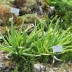 Лук алтайский (Каменный лук, Сагоно)