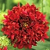 Гайлардия Лоллипап Красная