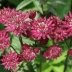 Астранция Руби Клауд (Ruby Cloud)
