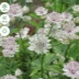 Астранция Санингдейл Вариегата (Sunningdale Variegated)