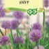 Лук декоративный (Аллиум) Амур