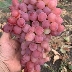 Виноград Цвет Сакуры