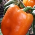 Перец Кубок янтарный
