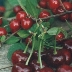 Вишня Макунаса