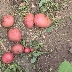 Картофель Сакура