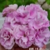 Пеларгония ЮВ‑15-21