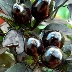 Перец Черный принц