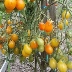 Томат Люк Фишоуз