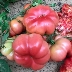 Томат Розовый Марманде