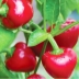 Перец Жгучая вишенка