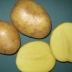 Картофель Ломоносовский