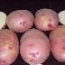 Картофель Русская красавица
