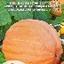 Тыква Голиаф