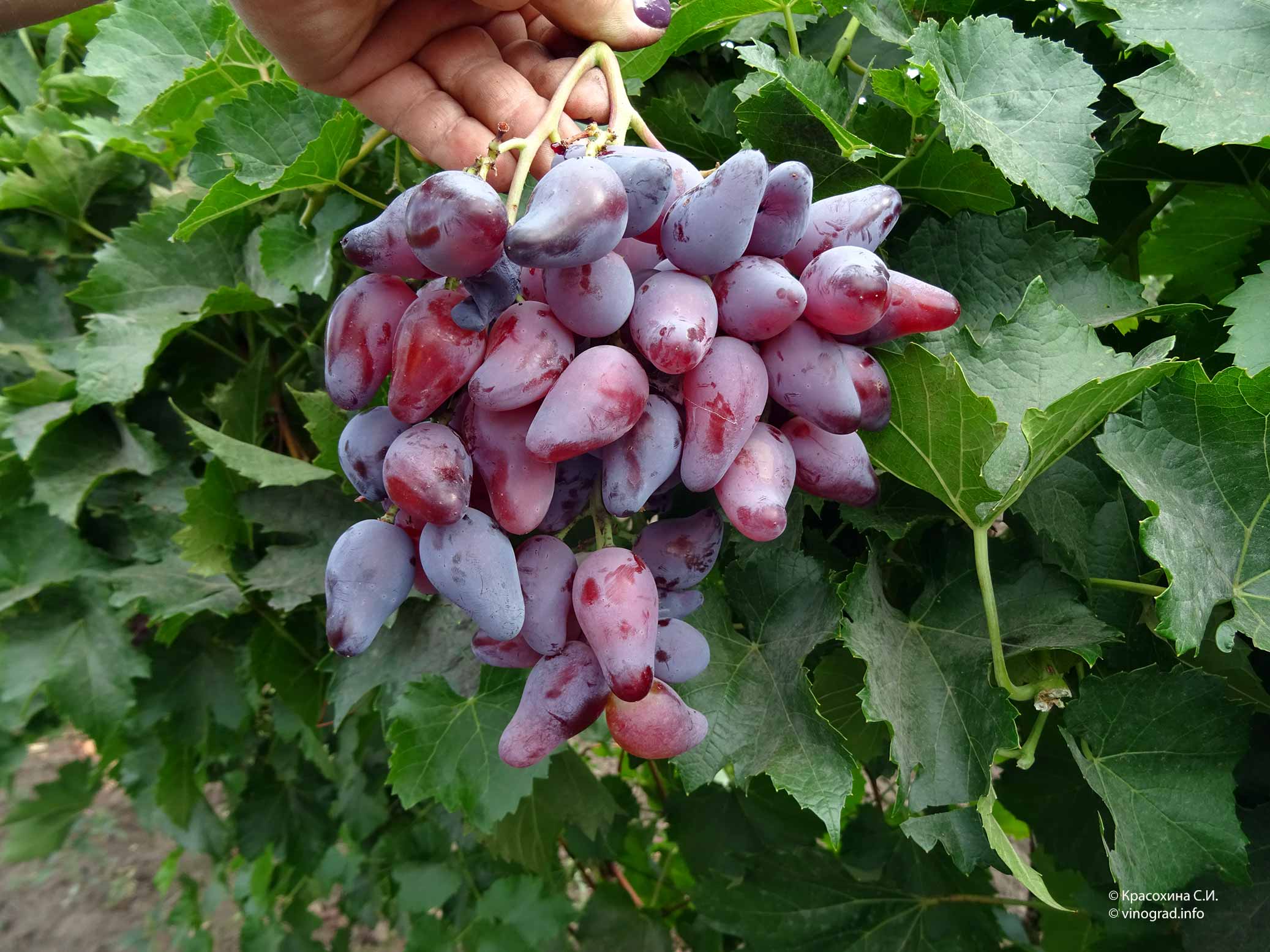 фото винограда оскар