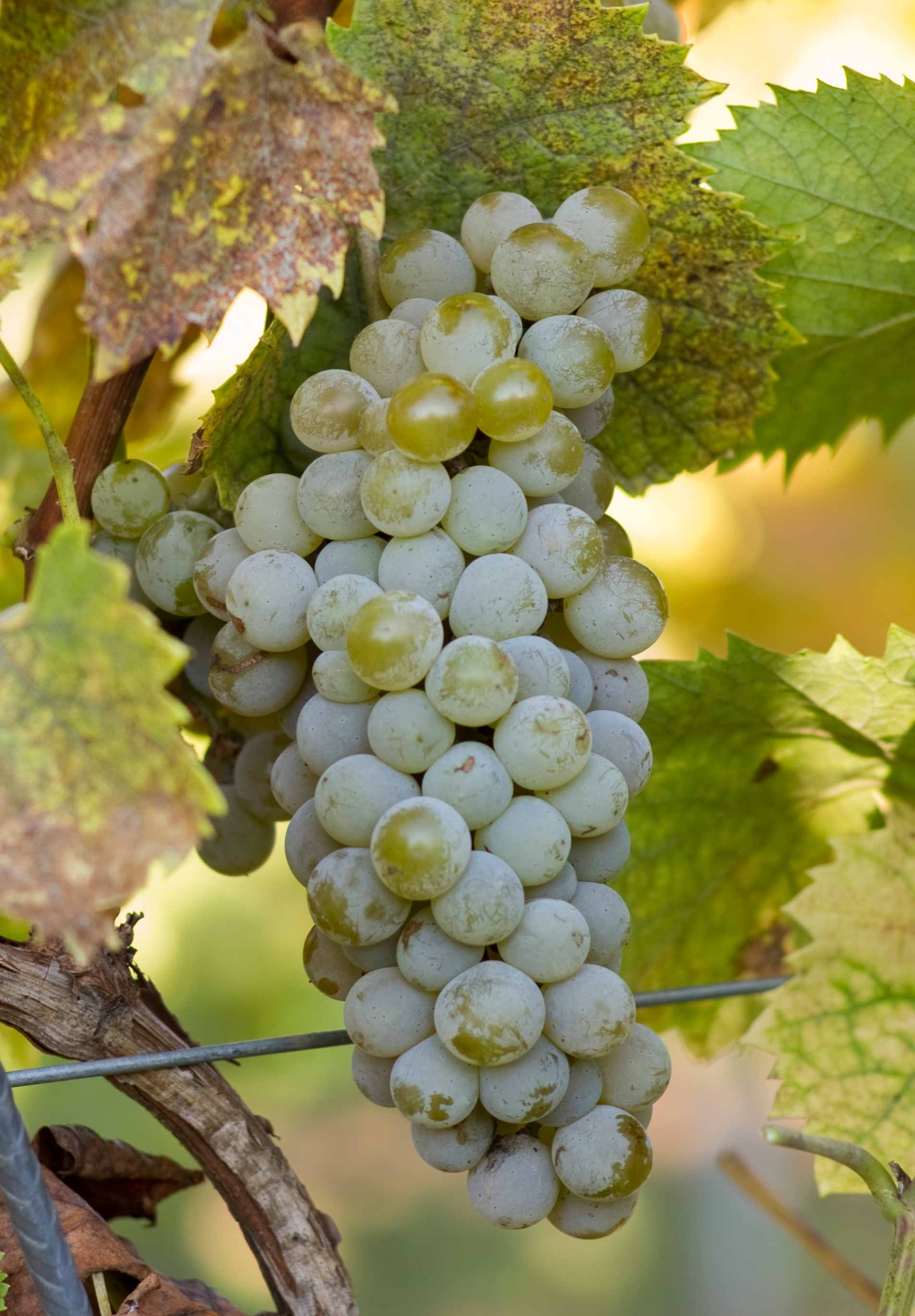 Сурученский белый виноград