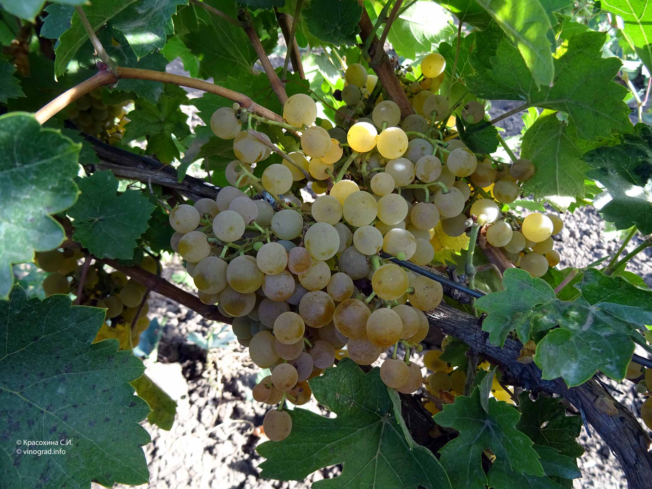 Мускат янтарный виноград описание и фото