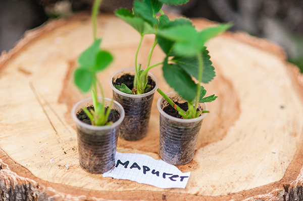 Клубника Маригет: описание и характеристики сорта садовой земляники ...