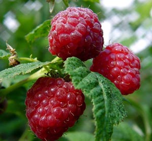 Малина Пересвет: описание сорта, особенности и выращивание, сроки ...