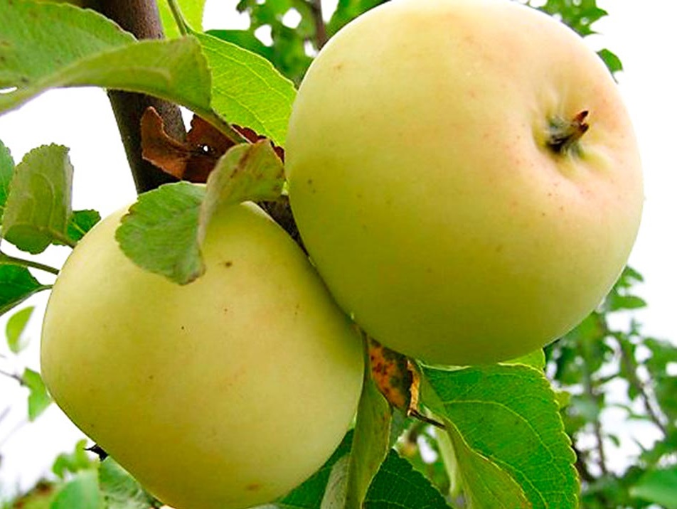 Сорт яблони солнышко фото и описание сорта