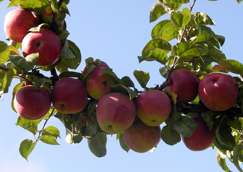 Сорт яблони подарок садоводам фото и описание сорта