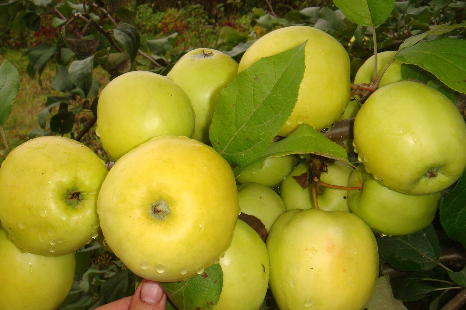 Пипин яблоки